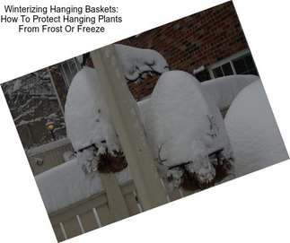 Winterizing Hanging Baskets: How To Protect Hanging Plants From Frost Or Freeze