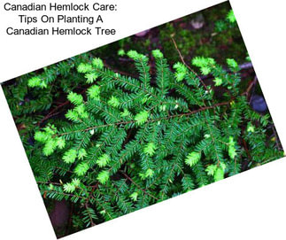 Canadian Hemlock Care: Tips On Planting A Canadian Hemlock Tree