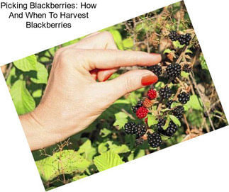 Picking Blackberries: How And When To Harvest Blackberries