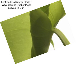 Leaf Curl On Rubber Plants: What Causes Rubber Plant Leaves To Curl