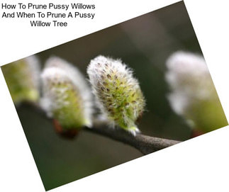 How To Prune Pussy Willows And When To Prune A Pussy Willow Tree