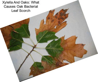 Xylella And Oaks: What Causes Oak Bacterial Leaf Scorch