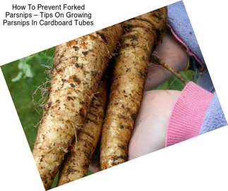 How To Prevent Forked Parsnips – Tips On Growing Parsnips In Cardboard Tubes