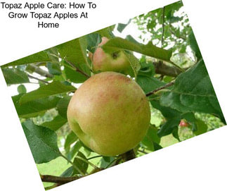 Topaz Apple Care: How To Grow Topaz Apples At Home