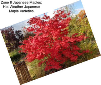 Zone 8 Japanese Maples: Hot Weather Japanese Maple Varieties