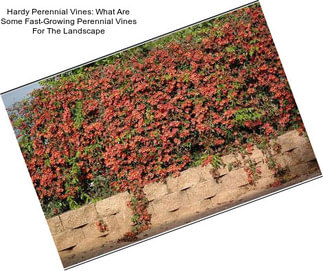 Hardy Perennial Vines: What Are Some Fast-Growing Perennial Vines For The Landscape