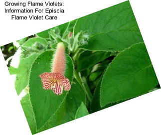 Growing Flame Violets: Information For Episcia Flame Violet Care