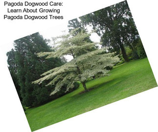 Pagoda Dogwood Care: Learn About Growing Pagoda Dogwood Trees