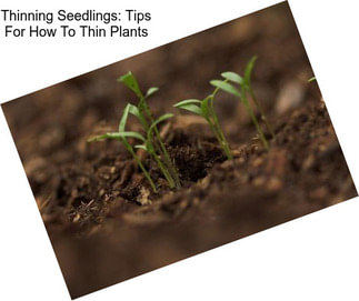Thinning Seedlings: Tips For How To Thin Plants