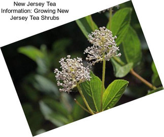 New Jersey Tea Information: Growing New Jersey Tea Shrubs