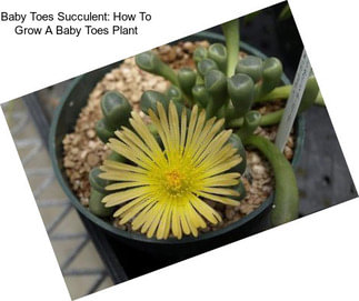 Baby Toes Succulent: How To Grow A Baby Toes Plant