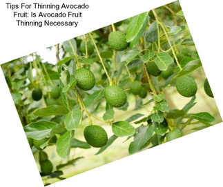 Tips For Thinning Avocado Fruit: Is Avocado Fruit Thinning Necessary