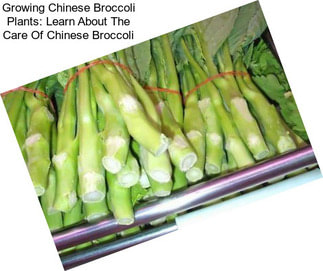 Growing Chinese Broccoli Plants: Learn About The Care Of Chinese Broccoli