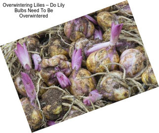 Overwintering Lilies – Do Lily Bulbs Need To Be Overwintered