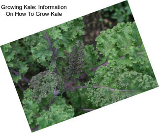 Growing Kale: Information On How To Grow Kale