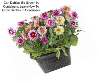Can Dahlias Be Grown In Containers: Learn How To Grow Dahlias In Containers