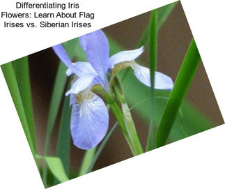 Differentiating Iris Flowers: Learn About Flag Irises vs. Siberian Irises