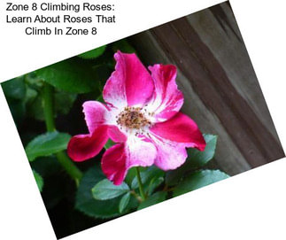 Zone 8 Climbing Roses: Learn About Roses That Climb In Zone 8