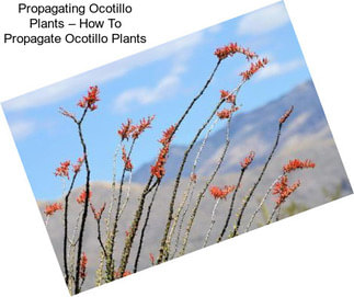 Propagating Ocotillo Plants – How To Propagate Ocotillo Plants