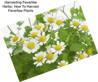 Harvesting Feverfew Herbs: How To Harvest Feverfew Plants