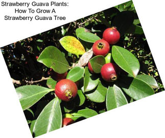 Strawberry Guava Plants: How To Grow A Strawberry Guava Tree