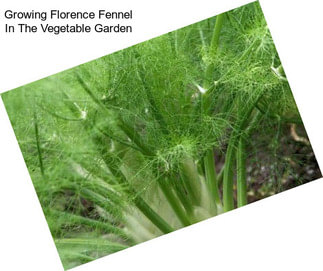 Growing Florence Fennel In The Vegetable Garden