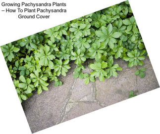 Growing Pachysandra Plants – How To Plant Pachysandra Ground Cover