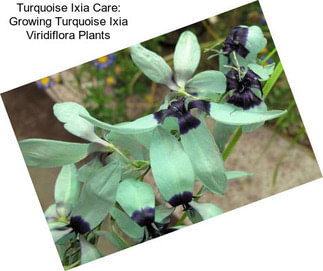 Turquoise Ixia Care: Growing Turquoise Ixia Viridiflora Plants