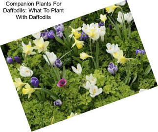 Companion Plants For Daffodils: What To Plant With Daffodils