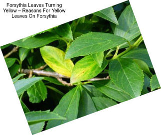 Forsythia Leaves Turning Yellow – Reasons For Yellow Leaves On Forsythia