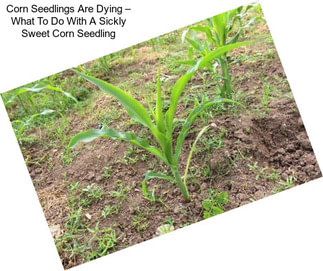 Corn Seedlings Are Dying – What To Do With A Sickly Sweet Corn Seedling