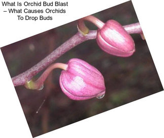 What Is Orchid Bud Blast – What Causes Orchids To Drop Buds