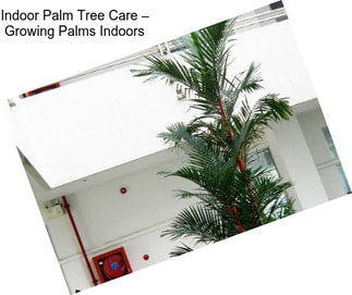 Indoor Palm Tree Care – Growing Palms Indoors