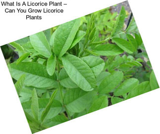 What Is A Licorice Plant – Can You Grow Licorice Plants