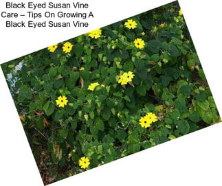 Black Eyed Susan Vine Care – Tips On Growing A Black Eyed Susan Vine