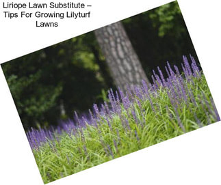 Liriope Lawn Substitute – Tips For Growing Lilyturf Lawns