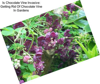 Is Chocolate Vine Invasive: Getting Rid Of Chocolate Vine In Gardens