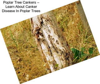 Poplar Tree Cankers – Learn About Canker Disease In Poplar Trees