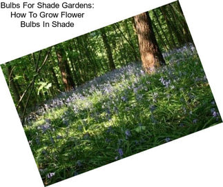 Bulbs For Shade Gardens: How To Grow Flower Bulbs In Shade