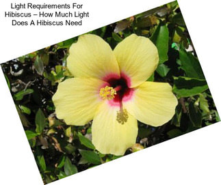 Light Requirements For Hibiscus – How Much Light Does A Hibiscus Need