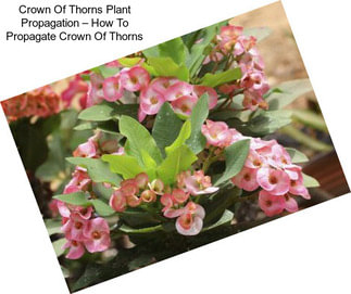 Crown Of Thorns Plant Propagation – How To Propagate Crown Of Thorns