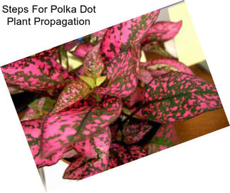 Steps For Polka Dot Plant Propagation