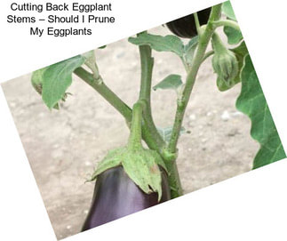 Cutting Back Eggplant Stems – Should I Prune My Eggplants