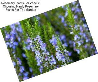 Rosemary Plants For Zone 7: Choosing Hardy Rosemary Plants For The Garden