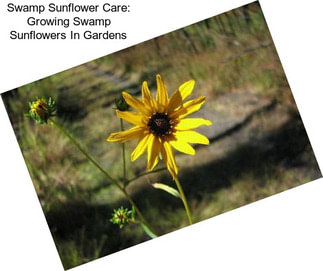 Swamp Sunflower Care: Growing Swamp Sunflowers In Gardens