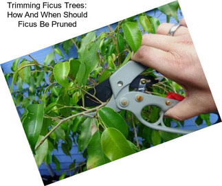 Trimming Ficus Trees: How And When Should Ficus Be Pruned