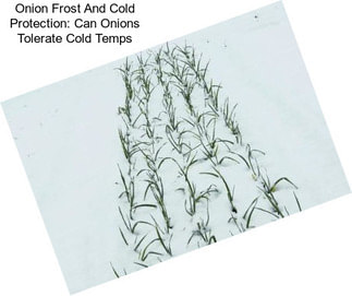 Onion Frost And Cold Protection: Can Onions Tolerate Cold Temps