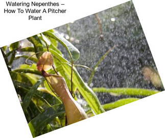 Watering Nepenthes – How To Water A Pitcher Plant