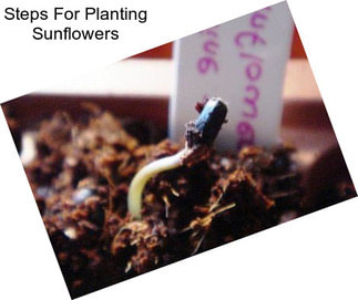 Steps For Planting Sunflowers