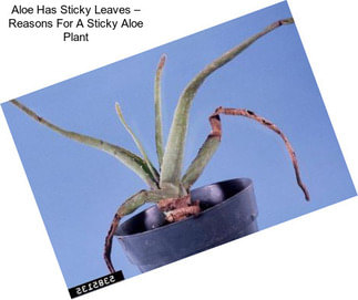 Aloe Has Sticky Leaves – Reasons For A Sticky Aloe Plant